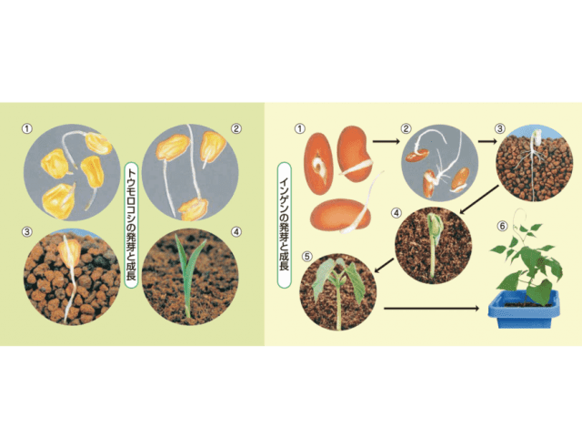 トウモロコシの発芽と成長、インゲンの発芽と成長